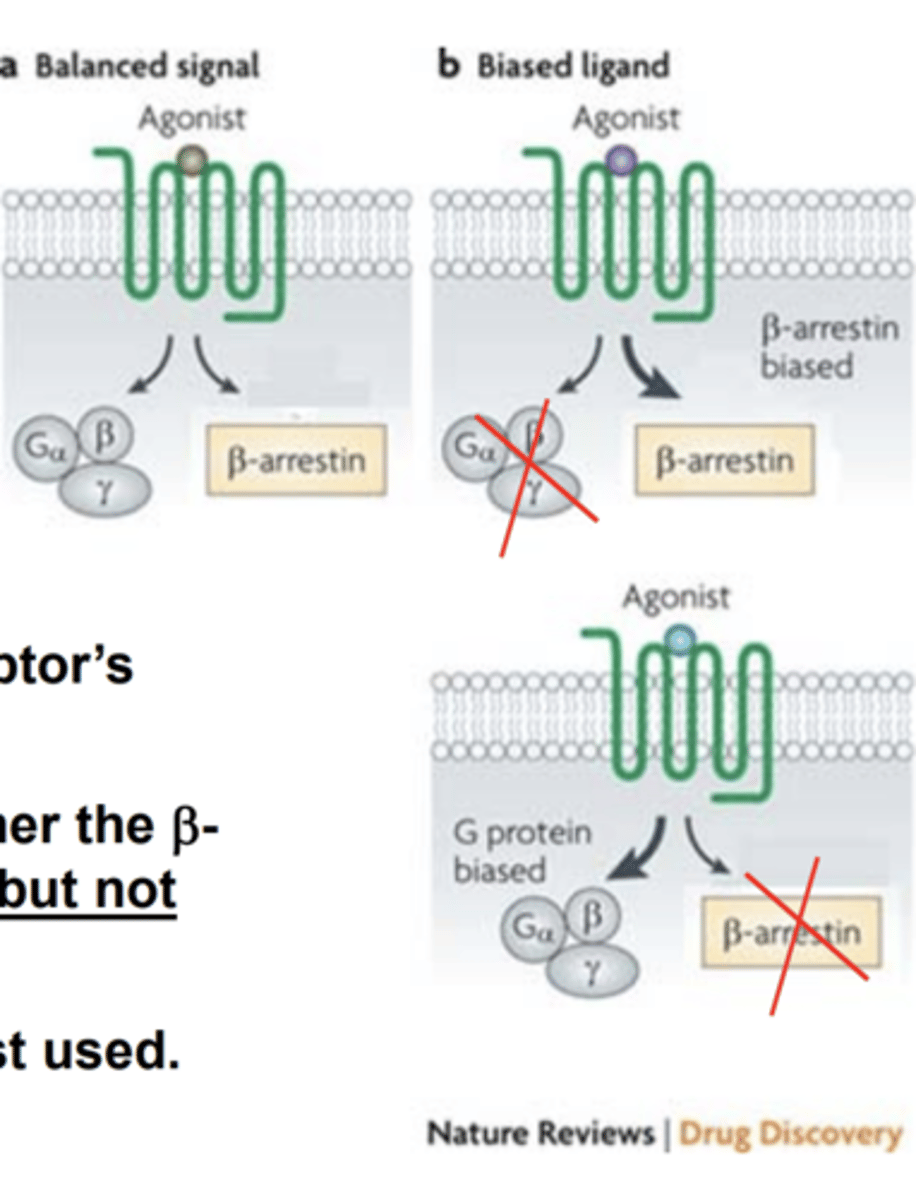 <p>G protein coupled receptors (GPCRs)</p><p>- the degree each pathway is activated to depends on which ligand binds</p>