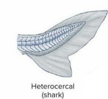 <p>Caudal fin type found in sharks and sturgeon.</p>