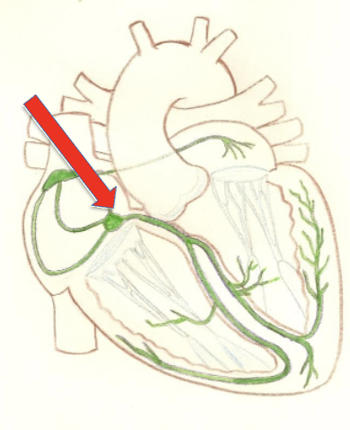 <p>Located in the inferior segment of the interatrial septum, it briefly delays the signal from the SA node while the atria finish contracting.</p><p>delayed because fewer gap junctions and smaller diameter of conduction fibers </p>
