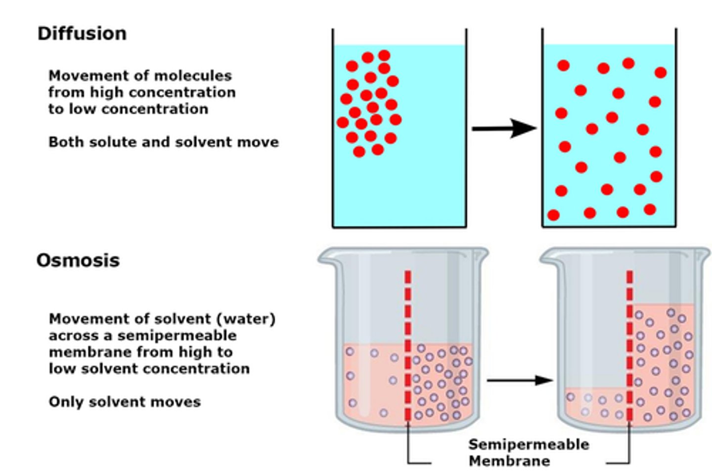 <p>Similarities - passive and down a concentration gradient</p><p>Differences - Diffusion is of solutes + membrane not needed</p><p>Osmosis considers water molecules only + partially/permeable membrane essential</p>