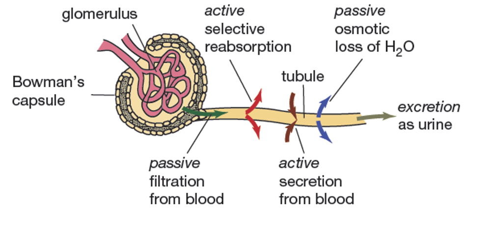 <p><span>•Filtration occurs across the glomerulus into the Bowman's capsule.</span></p><p><span>•The high pressure of blood in the glomerular blood vessels forces fluid through the walls of glomerular capillaries and into the Bowman's capsule</span></p><p><span>•Only small molecules and water can pass through the wall membranes</span></p><p><span>•blood cells and large blood proteins remain behind in the glomerular capillaries.</span></p><p><span>•This primary filtrate has the same composition as blood plasma, without large proteins.</span></p>
