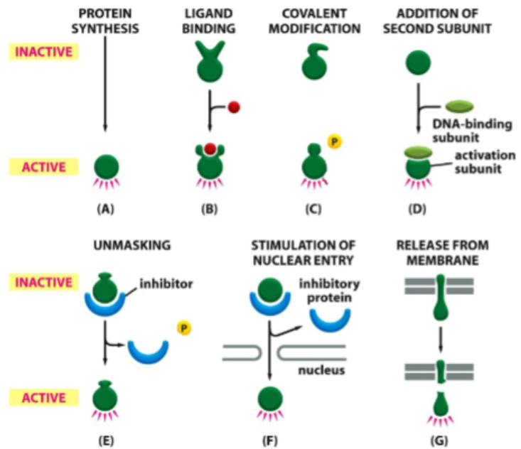 <p>Protein synthesis</p><p>Ligand binding</p><p>Covalent modification</p><p>Addition of second subunit</p><p>Unmasking</p><p>Stimulation of nuclear Entry</p><p>Release from membrane</p><p>Protein degradation</p>