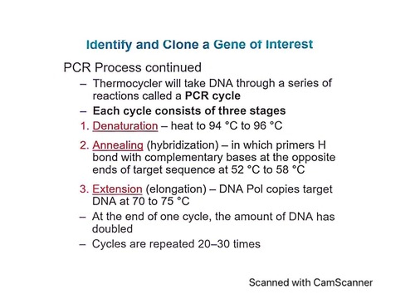 <p>Denaturation, annealing, and extension.</p>