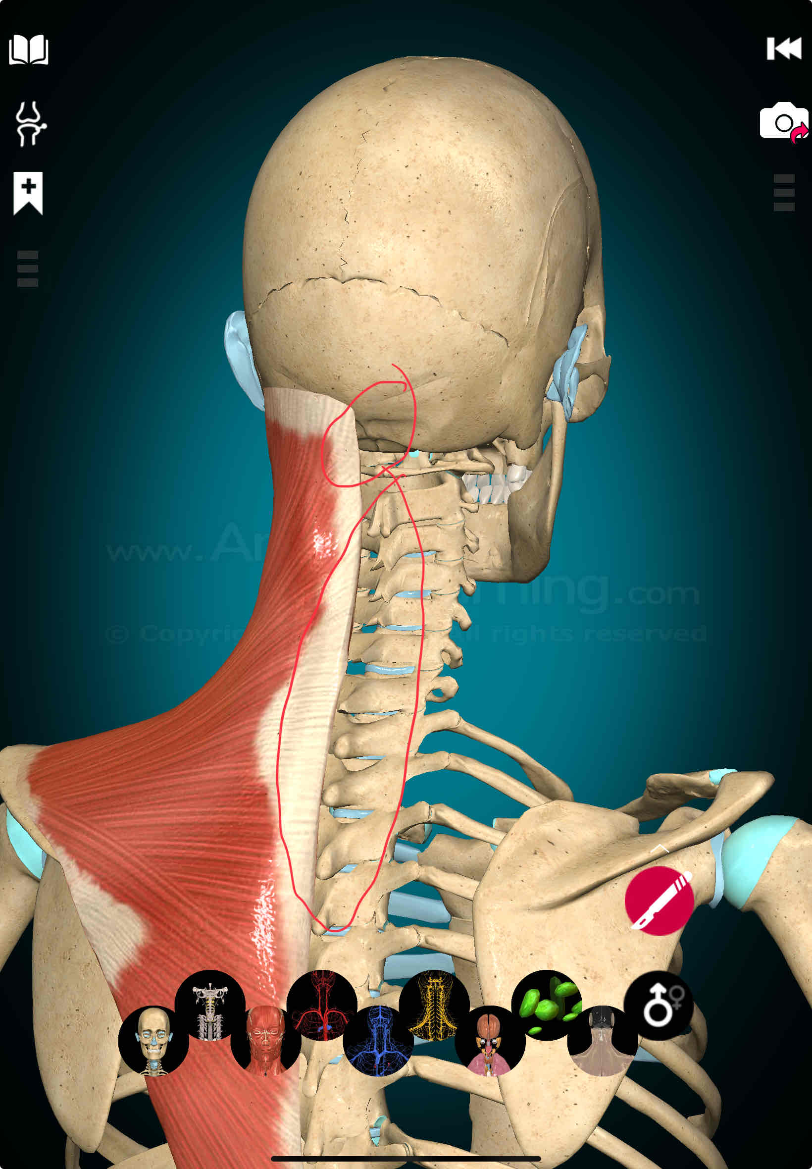 <p>Trapezius Origin</p>