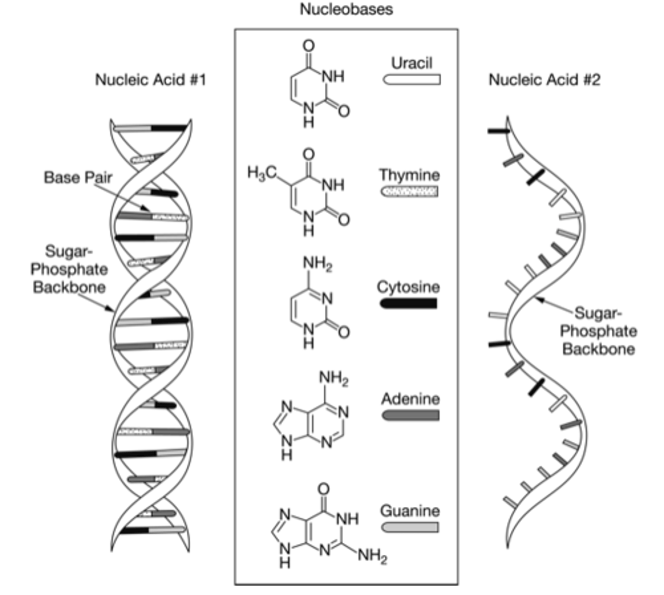 <p>D</p><p>Nucleic acid #1 contains adenine-thymine base pairs, whereas nucleic acid #2 does not.</p>