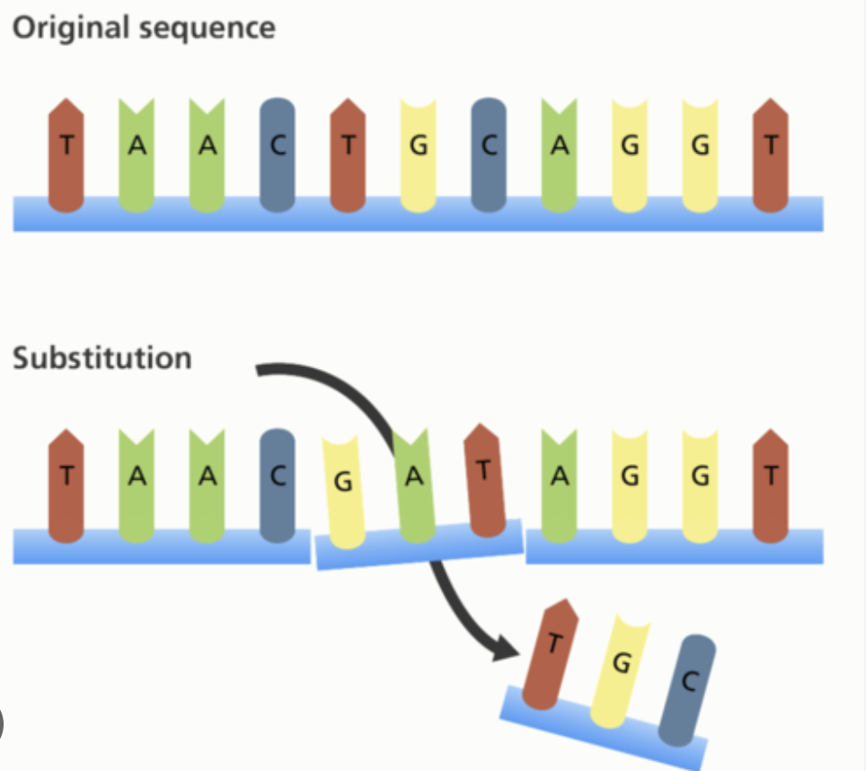 <p>insertion (frame shift mutations)</p>