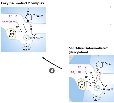 <p>Protonated His-57 acts as a general acid to protonate Ser-195 leaving group</p><p>Ser-195 cleaves from the N-term end of polypeptide (This regenerates the enzyme)</p>