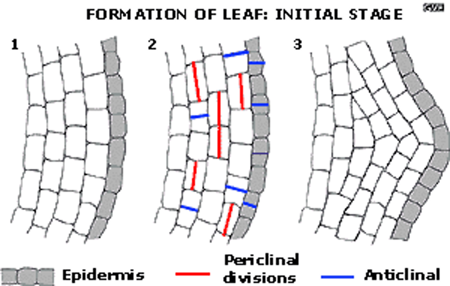 <p>produces one secondary cell (xylem or phloem) and one cambial cell</p>