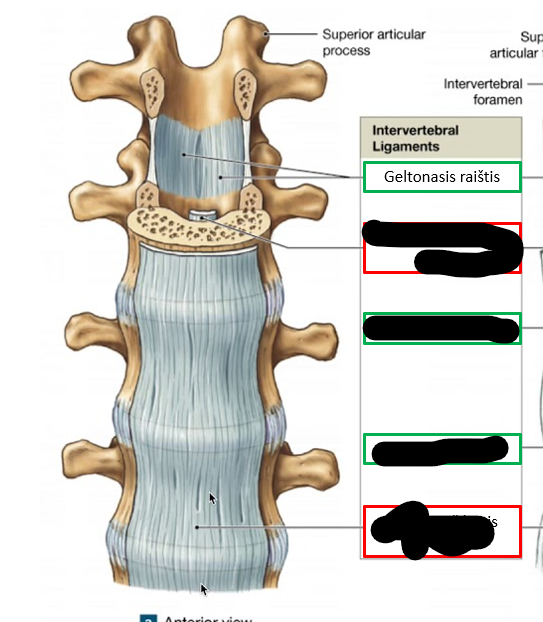 <p>Geltonieji raiščiai</p>