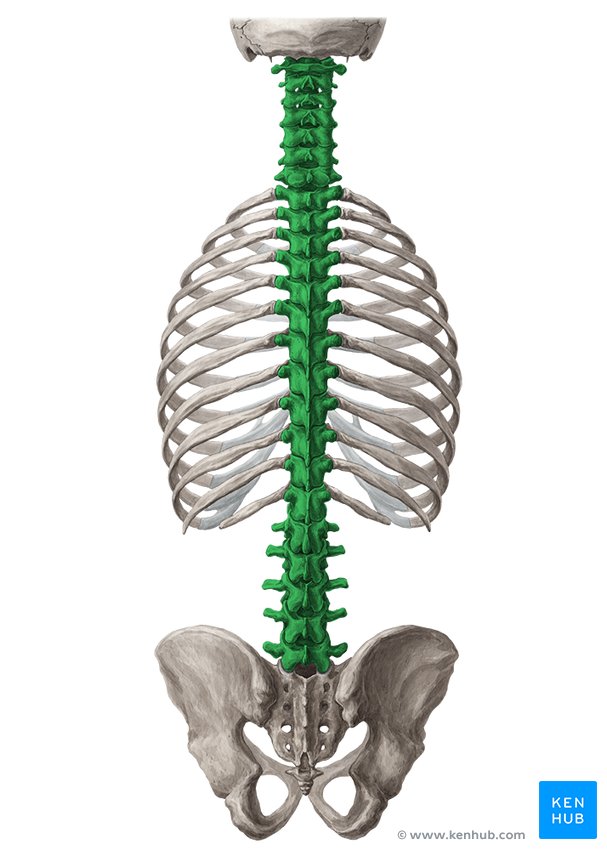 <p>What bone is this?</p>