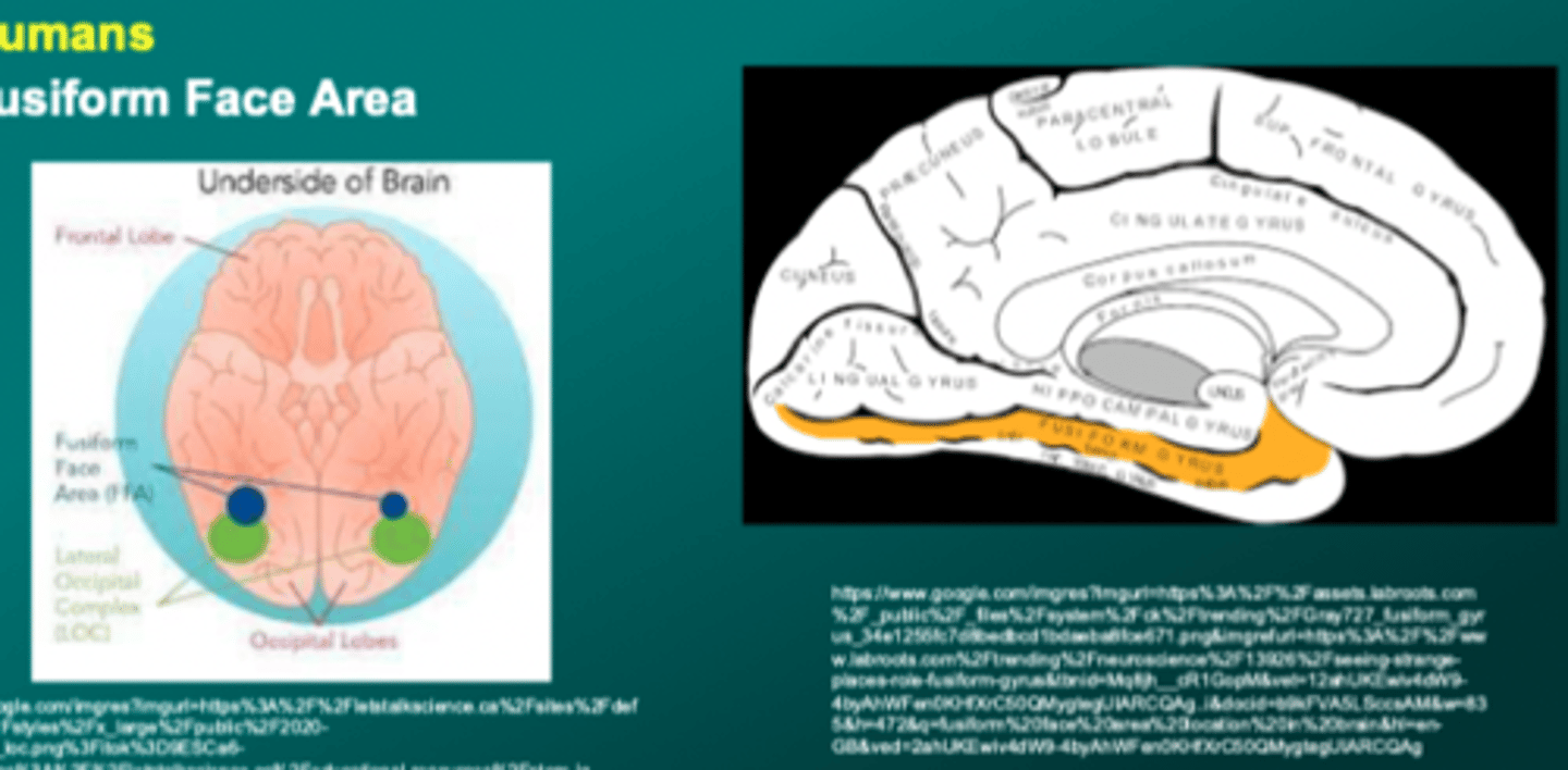 <p>fusiform face area</p>
