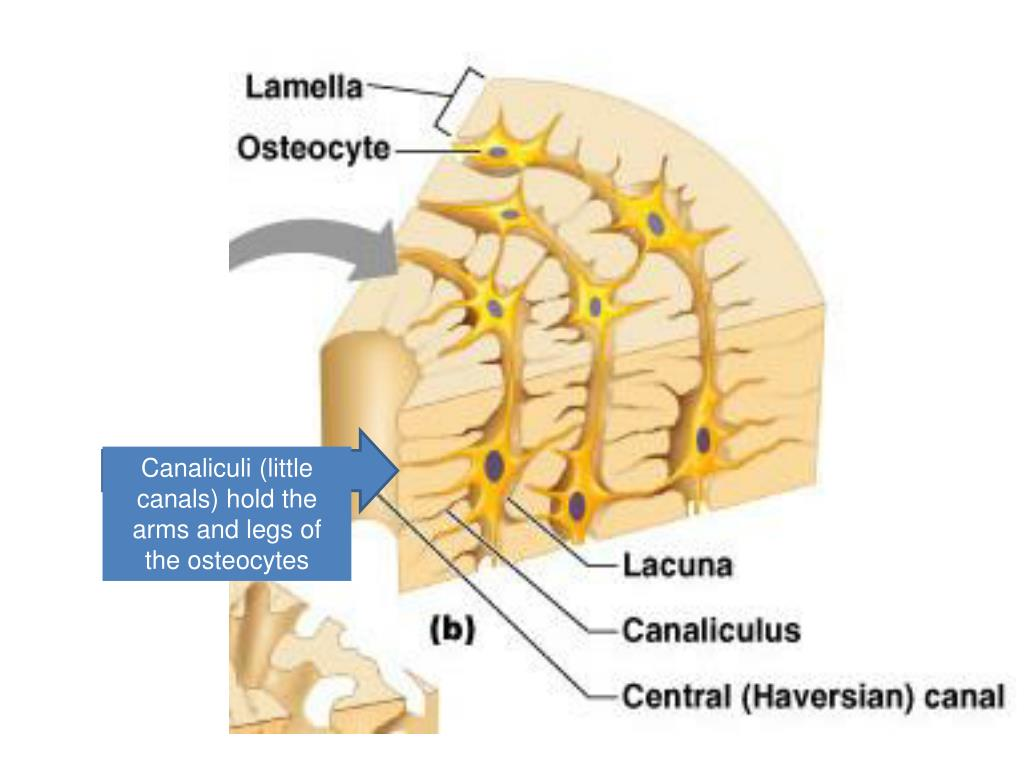 <ul><li><p>tiny canals that radiate from the central canal to lacunae</p></li><li><p>form a transport system that connects all bones to nutrient supply through hard matrix</p></li></ul><p></p>