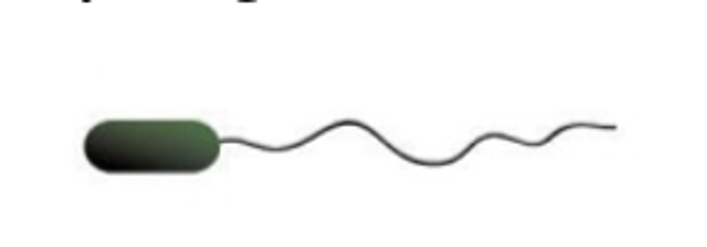 <p>A single flagellum at one end</p>