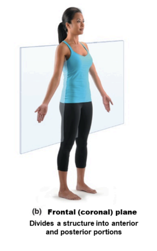 <p>anterior and posterior (front and back)</p>
