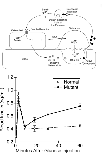 <p>(CLUSTER) Hormones are chemical signals that are released by cells in one part of the body that travel through the bloodstream to signal cells in another part of the body. Insulin is a hormone that is released by the pancreas that induces the uptake of glucose molecules from the bloodstream into cells. In this way, insulin lowers the overall blood glucose levels of the body. Osteoblasts and osteoclasts are two types of bone cells that play a role in regulating blood glucose levels (Figure&nbsp;1).——Binding of insulin to the insulin receptor on osteoblasts activates a signaling pathway that results in osteoblasts releasing a molecule, OPG, that binds to neighboring osteoclasts. In response, the osteoclasts release protons (H+) and create an area of lower pH outside the cell. This low pH activates osteocalcin, a protein secreted in an inactive form by osteoblasts.——-The Esp gene encodes a protein that alters the structure of the insulin receptor on osteoblasts and interferes with the binding of insulin to the receptor. A researcher created a group of osteoblasts with an Esp mutation that prevented the production of a functional Esp product (mutant). The researcher then exposed the mutant strain and a normal strain that expresses Esp to glucose and compared the levels of insulin in the blood near the osteoblasts (Figure 2). </p><h4 style="text-align: start" collapsed="false" seolevelmigrated="true">Question</h4><p>based on the information provided, which of the following best justifies the claim that osteocalcin is a hormone</p><p>A) the phosphorylation of the insulin receptor causes a response in osteoblast bone cells</p><p>B) the osteoblasts in the bone secrete osteocalcin, which causes cells in the pancreas to change their activity</p><p>C) The change in expression of Esp changes the insulin receptor activity of the osteoblast</p><p>D) The activation of the osteocalcin by a bone cell is pH dependent</p>