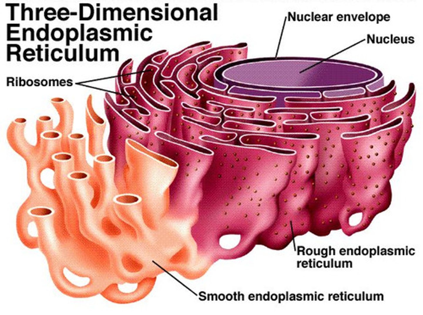 <p>Responsible for the production, processing and transportation of proteins within the cell.</p>