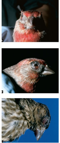 <p>lacks a cell wall, smallest bacteria, intra/extracellular</p><p>several species cause disease in birds and other vertebrates</p><p>unapparent infections to acutely severe disease and chronic carriers are common</p><p>Songbirds: upper-respiratory signs include - nasal discharge, conjunctivitis, decreased weight gain, death</p>