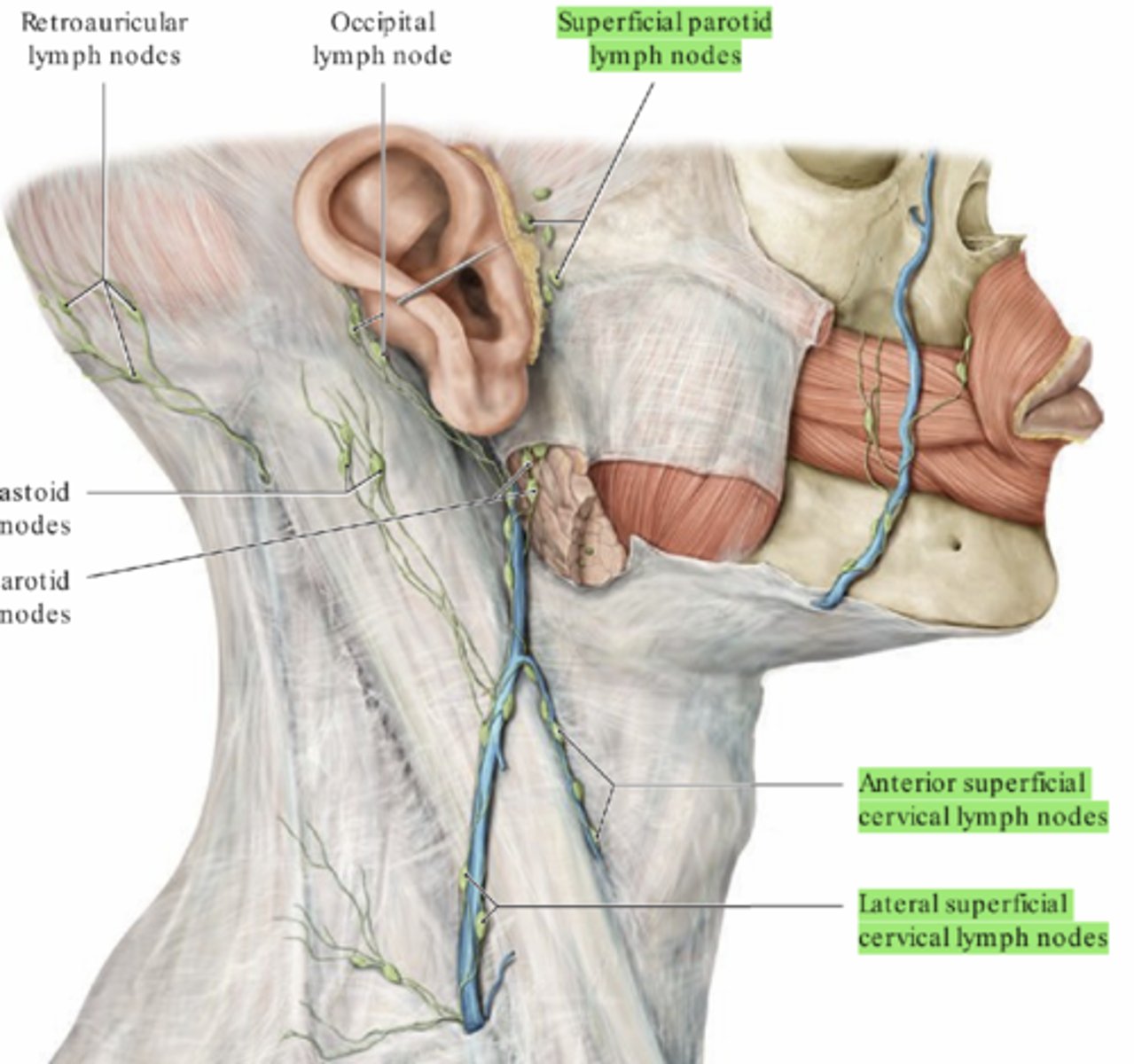 <p>- Finns längst V. jugularis externa.</p><p>- Superficialis parotid-, anterior superficialis-, lateral superficilalis lymph nodes.</p><p>- Tömmer sig i cervicales profundi.</p>