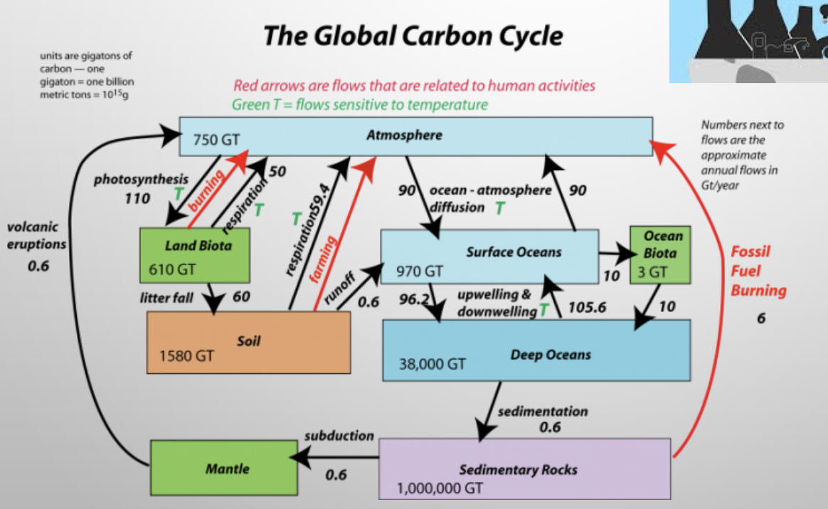 <p>carbon cycle</p>