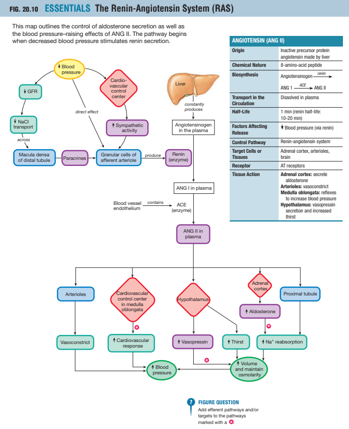 <p>Het Renine–Angiotensine–Aldosteron-Systeem (RAAS) is een hormonaal regelsysteem dat de bloeddruk, bloedvolume, natrium- en waterbalans en het extracellulaire volume reguleert.<br>Het systeem werkt via een cascade van hormonale signalen tussen nier, lever, longen, bijnier, en hersenen.</p>