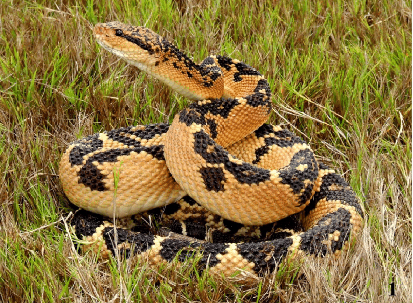 <p><span><span>Southern American bushmaster or Atlantic bushmaster, is a pit viper species</span></span></p>