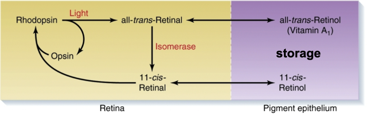 <p>takes time!</p><ul><li><p>ex: temporary blindness after bright light</p></li></ul><p></p>