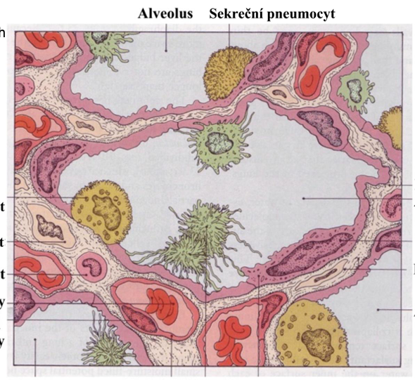 <p>pneumocyt </p>