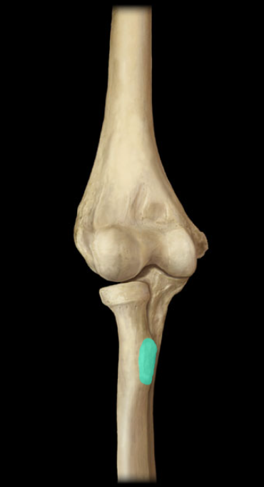 <p>Radial tuberosity (tubercle)</p>