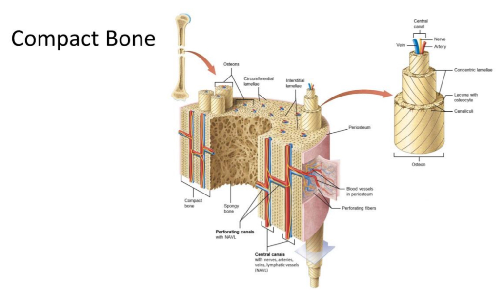 <p>Compact bone tissue</p>