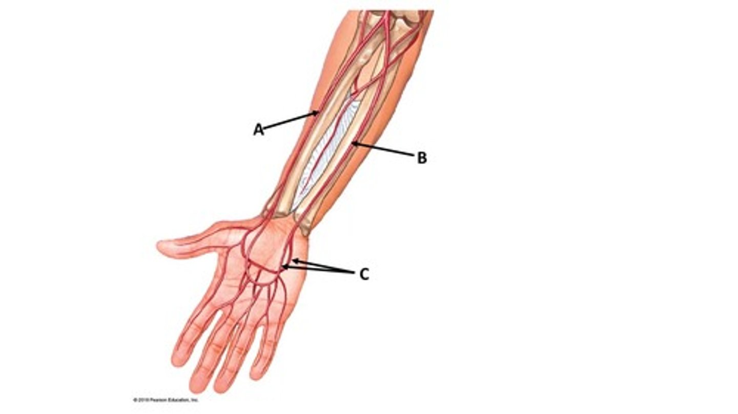 <p>Name the blood vessel labeled 'A'.</p>