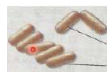 <p>Rod-shaped bacteria that is plump and oval</p>
