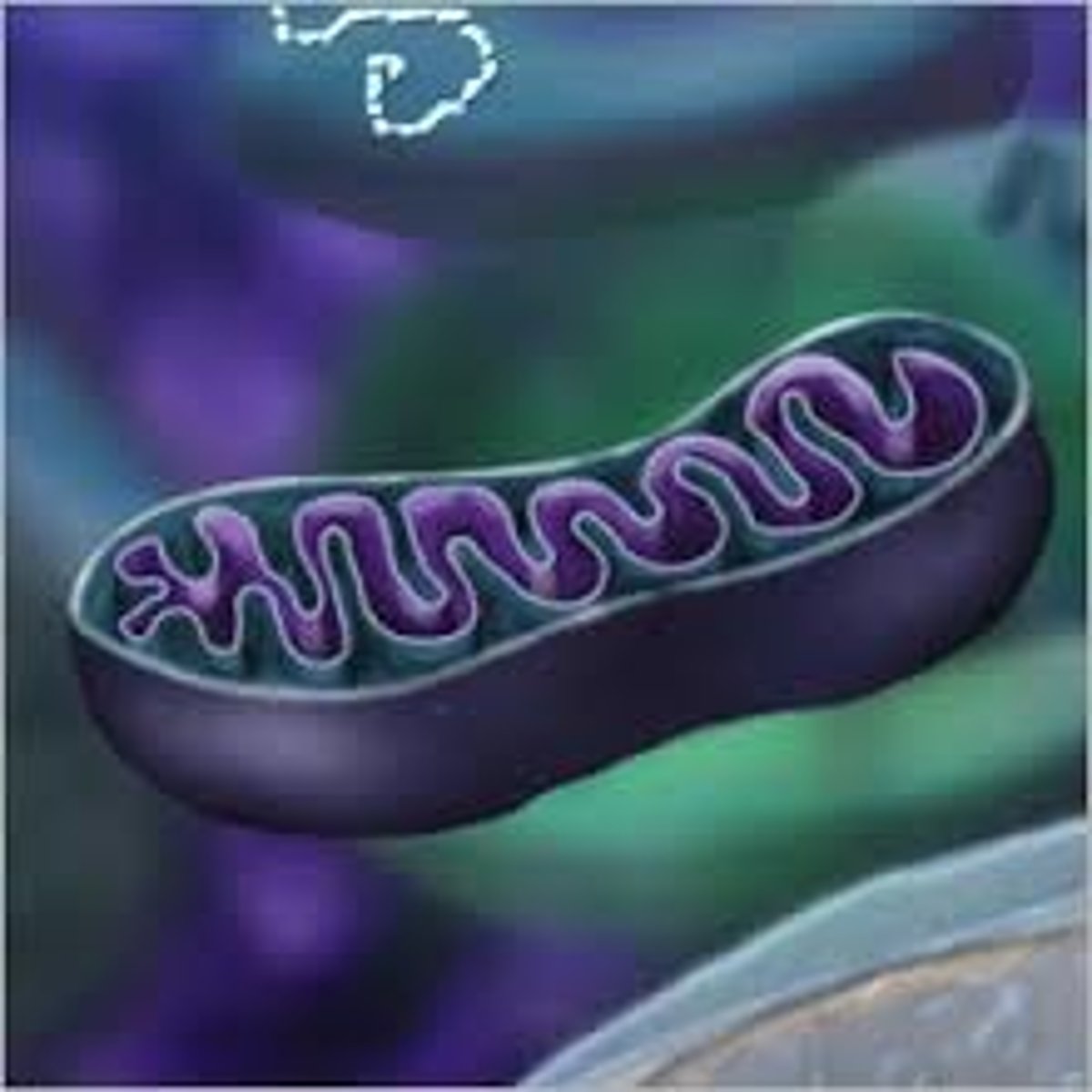 <p>Breaks down food for energy. It is called the "Powerhouse" of the cell.</p>