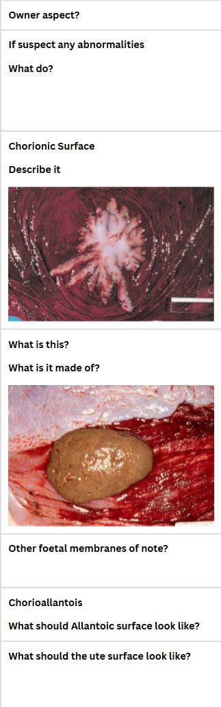 <p>Foal Health Risk Assessment</p>