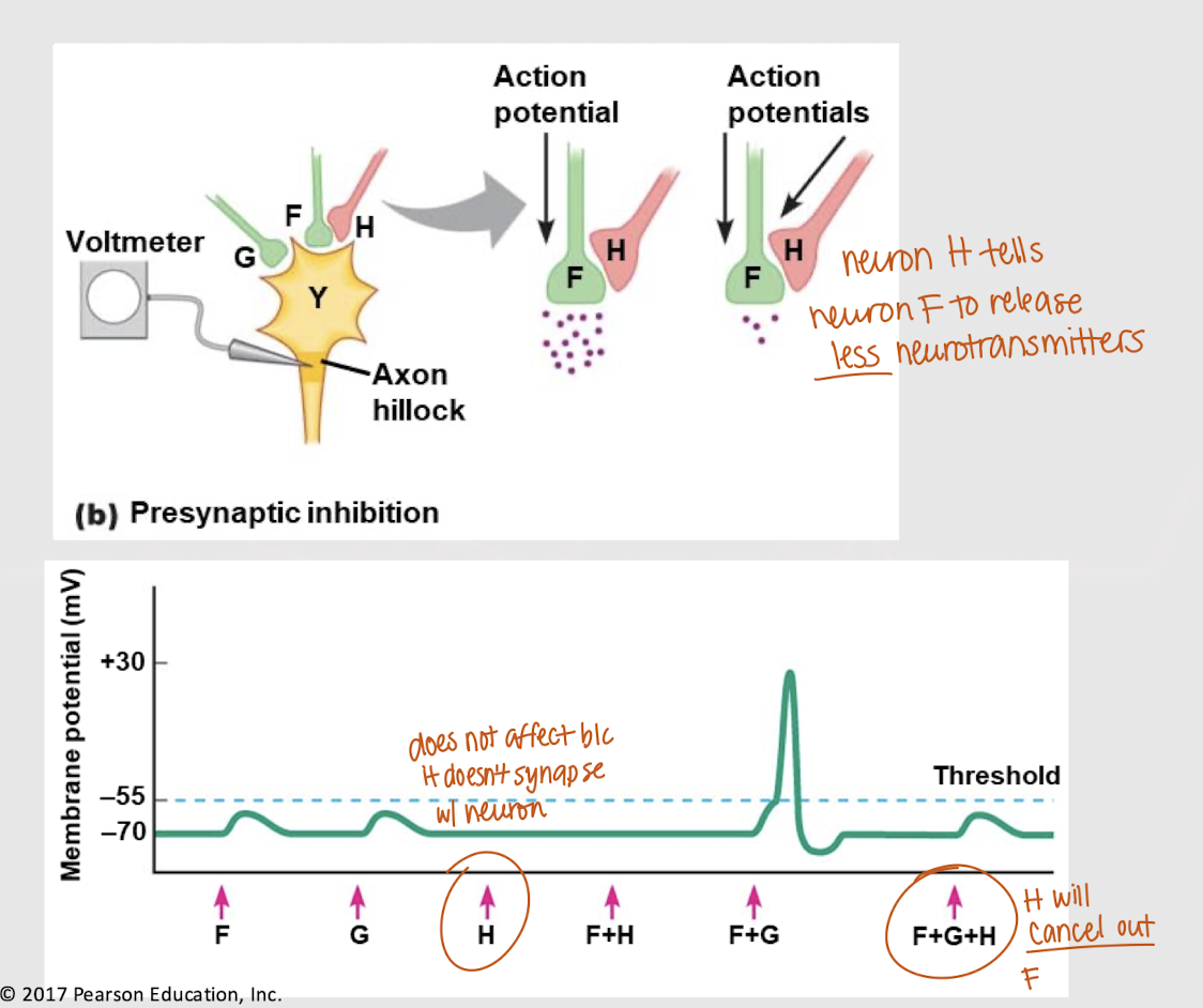 <p>presynaptic inhibition</p>