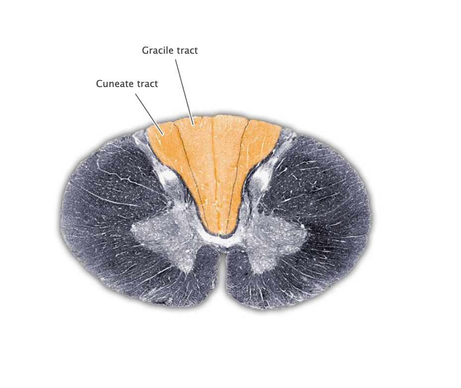<p>Dorsal columns</p>