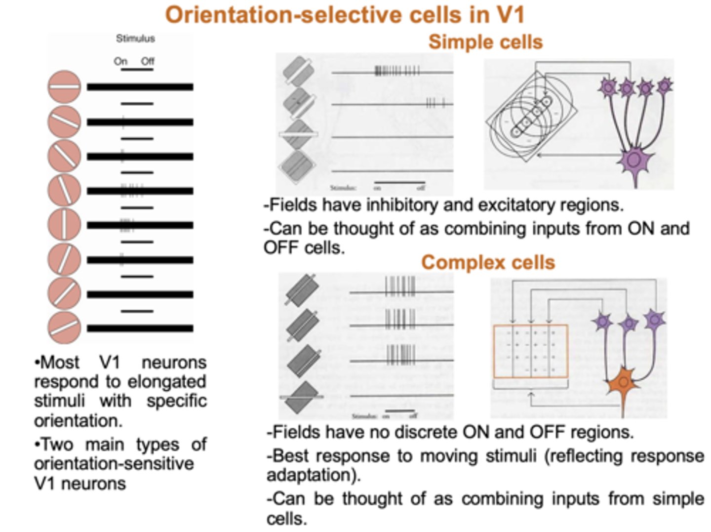 <p>- Respond to elongated stimuli of a particular orientation.</p><p>- Two main types of orientation V1 neurons: simple and complex cells.</p><p>- Simple cells: make up receptive fields of complex cells: have inhibitory and excitatory regions and ON and OFF regions.</p><p>- Complex cells: do not have discrete ON and OFF regions; wherever presented in receptive field, leads to excitation of the cell as long as stimulus presented in correct orientation, if not no response.</p>