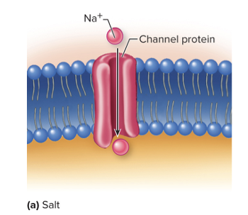 <ul><li><p><span><span>Na</span><sup><span>+</span></sup><span> diffuses through Na</span><sup><span>+</span></sup><span> channels on the surface of the taste cells causing depolarization</span></span></p></li><li><p><span><strong><span>Low sensitivity</span></strong></span></p></li></ul><p></p>
