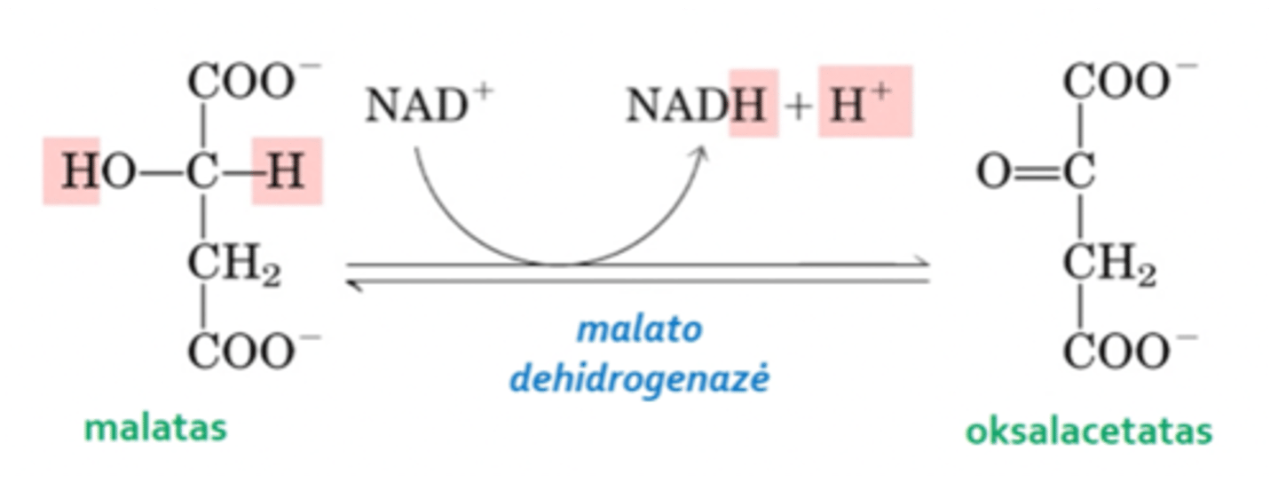 <p>8. Oksidacijios-redukcijos reakcija, malatas yra oksiduojamas į oksalacetatą (dar viena iš keto rūgščių), nuo kurio ir prasideda krebso ciklas</p>