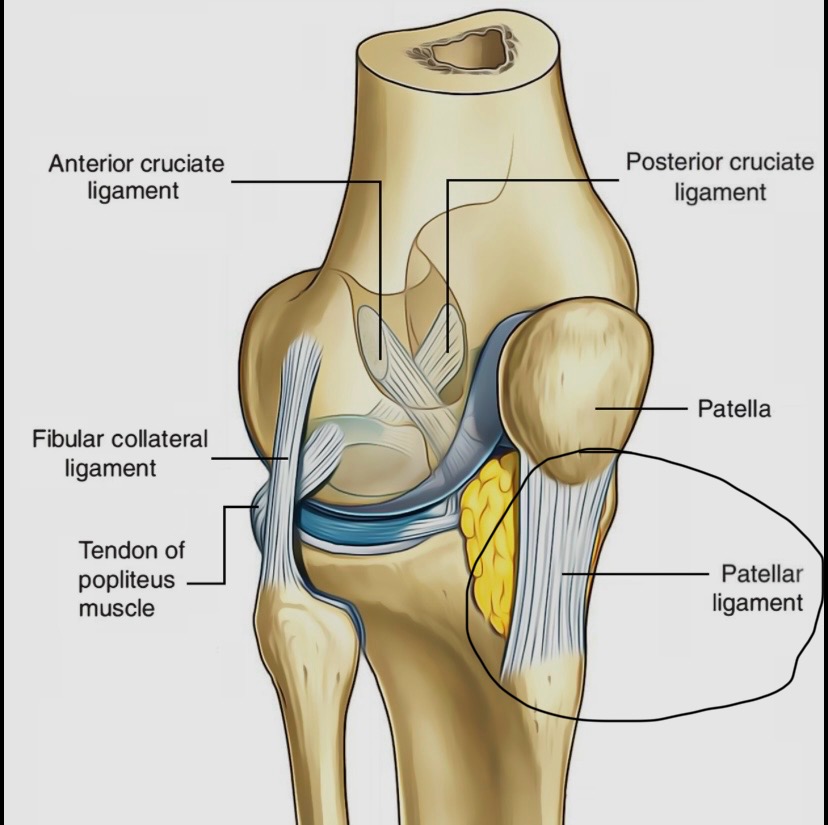 <p>A strong, flat ligament extending from the patella to the tibial tuberosity, part of the knee joint.</p>