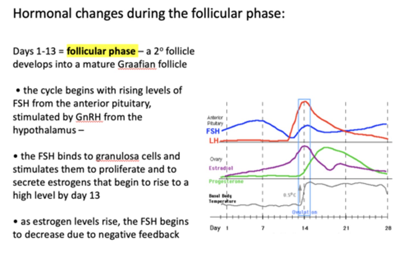 <p>follicular phase</p>