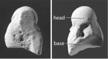 <p>Carpal bone that looks like a bust of a person</p>