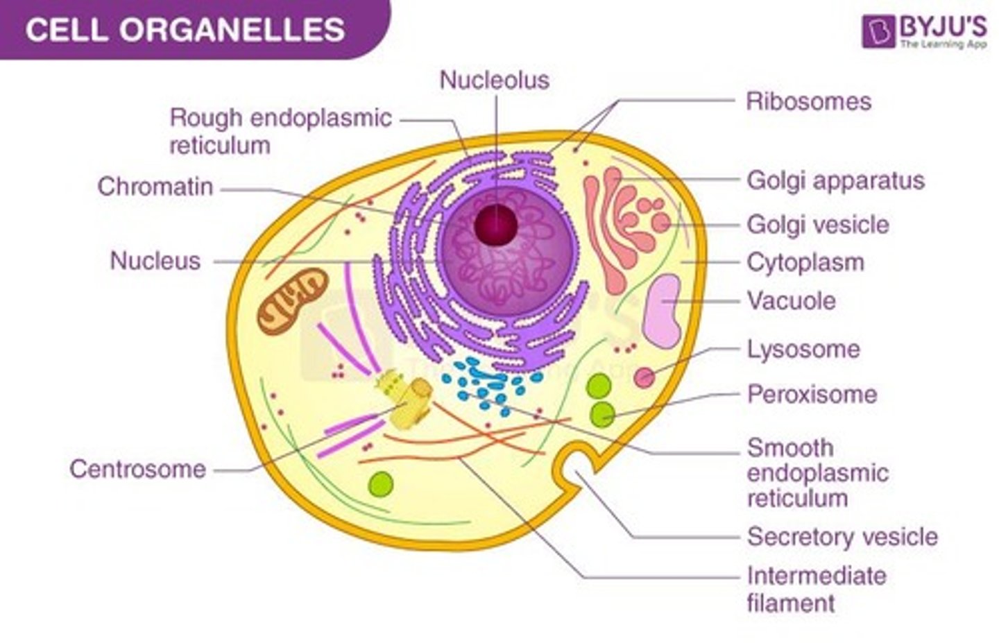 <p>A network of membranes studded with ribosomes that synthesizes and transports proteins.</p>