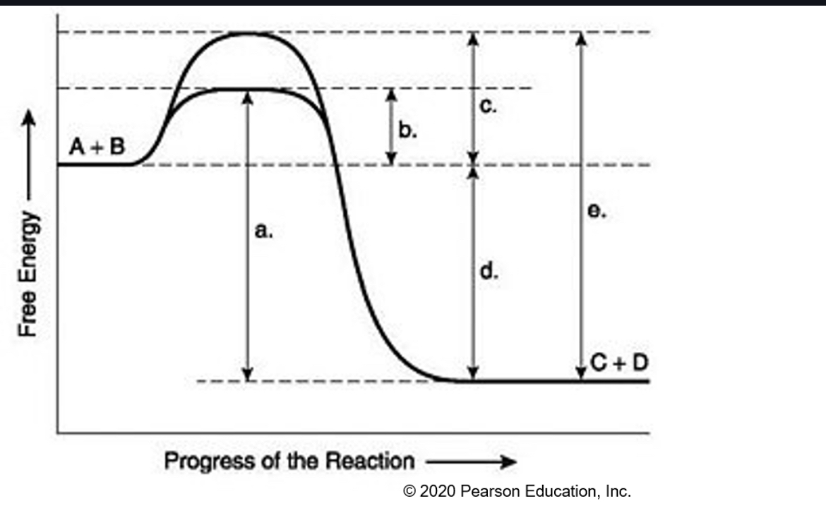 <p><span style="color: rgb(255, 249, 249);"><span>activation energy needed for</span></span><span style="color: rgb(255, 249, 249);"><br></span><span style="color: rgb(255, 249, 249);"><span>the enzyme-catalyzed reaction,</span></span><span style="color: rgb(255, 249, 249);"><br></span><span style="color: rgb(255, 249, 249);"><span>• activation energy needed for</span></span><span style="color: rgb(255, 249, 249);"><br></span><span style="color: rgb(255, 249, 249);"><span>the noncatalyzed reaction,</span></span></p><p>What does each letter mean</p>