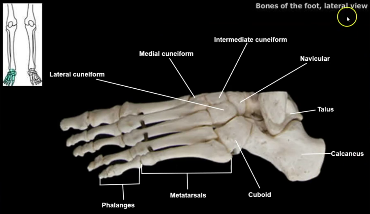 <p>Tarsals</p><p>Metatarsals (1 - 5 ) - Big toe is #1</p><p>Phalanges (1 - 5 ) - Big toe is #1</p>