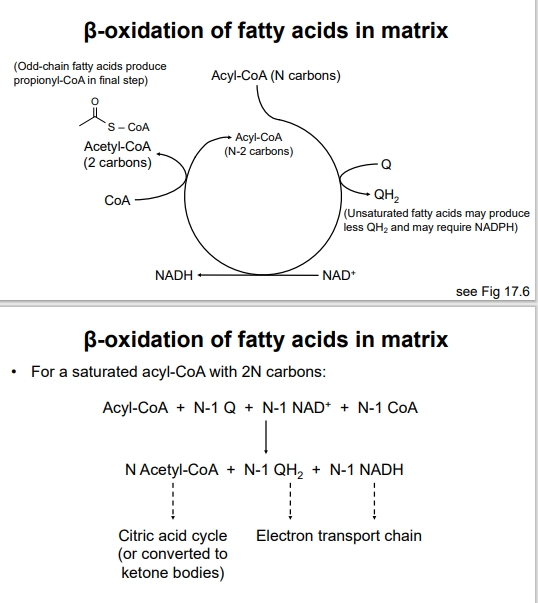 <ul><li><p>Beta-oxidation consists of a repeating sequence of four enzymatic reactions:</p></li></ul><ol><li><p><strong>Dehydrogenation</strong> (forms a double bond and produces $$FADH_2$$)</p></li><li><p><strong>Hydration</strong> (adds water across the double bond)</p></li><li><p><strong>Dehydrogenation</strong> (forms a keto group and produces $$NADH$$)</p></li><li><p><strong>Thiolysis</strong> (cleaves off acetyl CoA)</p></li></ol><ul><li><p>Each cycle results in the cleaving of two carbon molecules from the acyl-CoA chain, yielding one molecule of acetyl CoA and a shortened acyl-CoA molecule that re-enters the cycle.</p></li></ul><p></p>
