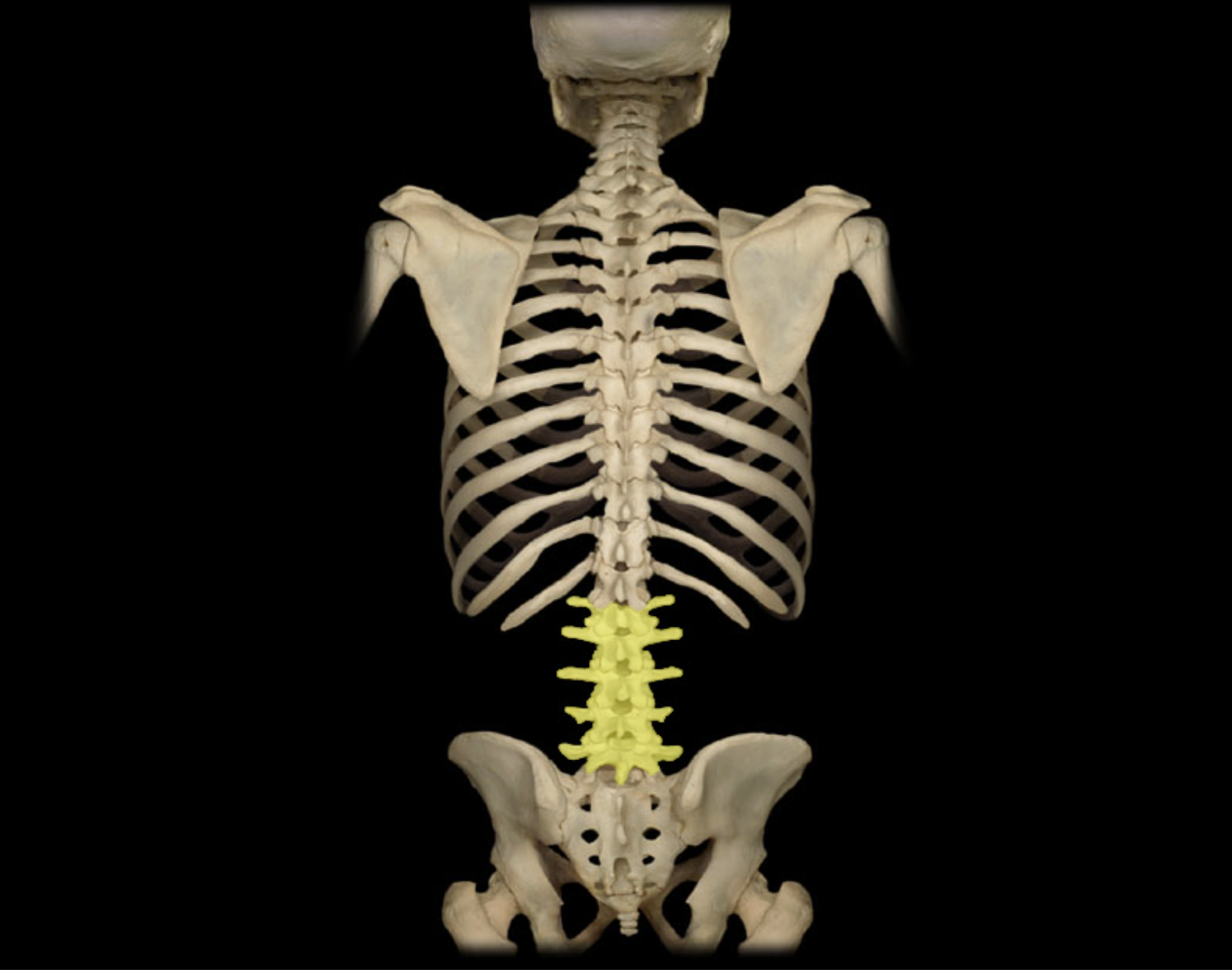 <p>Lumbar vertebra</p>
