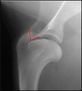 <p>Latin name of joint and full Latin name of bone - red mark</p>