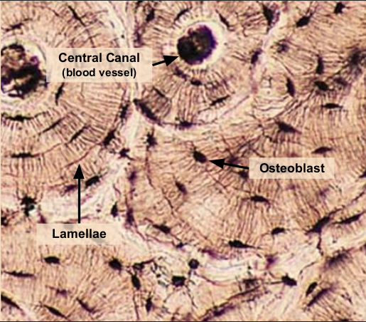 <p>structure, support, movement; osteoblast</p>