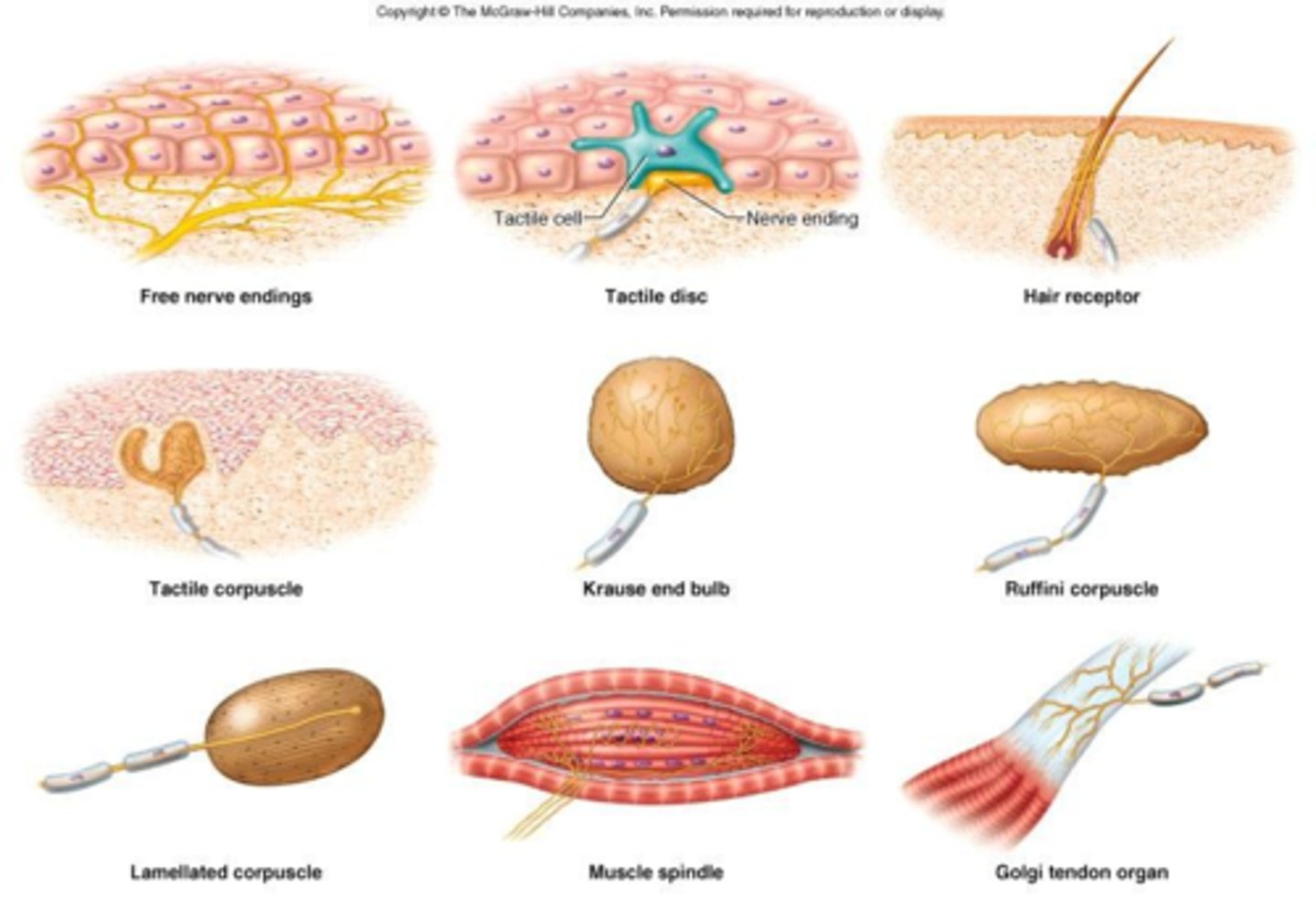 <p>widely distributed receptors in the skin, muscles, tendons, joints, viscera; include temperature, pain, touch, pressure, vibration, proprioception</p>