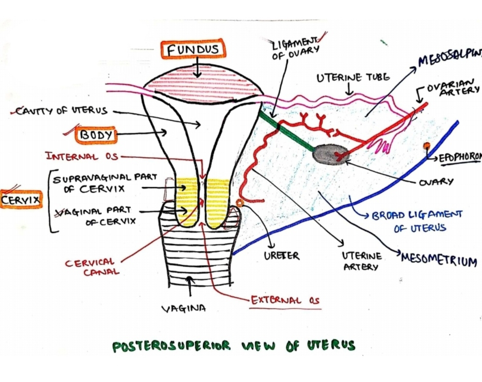 <p>yes</p><ul><li><p><strong>uterine fundus</strong> is the part of the uterus that lies <strong>above (superior to)</strong> the openings of the fallopian tubes (interstitial portions)</p></li></ul><p></p>